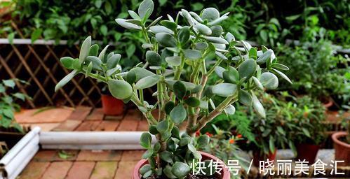 玉树的叶片被冻伤以后,应该怎么处理