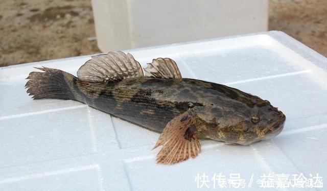 小龙虾|这种“入侵”鱼很成功,和沙塘鳢很像,现在又被吃成“高价美食”