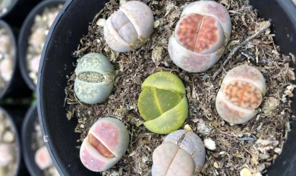 养蜕皮中的石生花，做好这4件事，才是名副其实的“富贵玉”