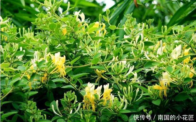 简直|家里养了这些花,简直美哭了