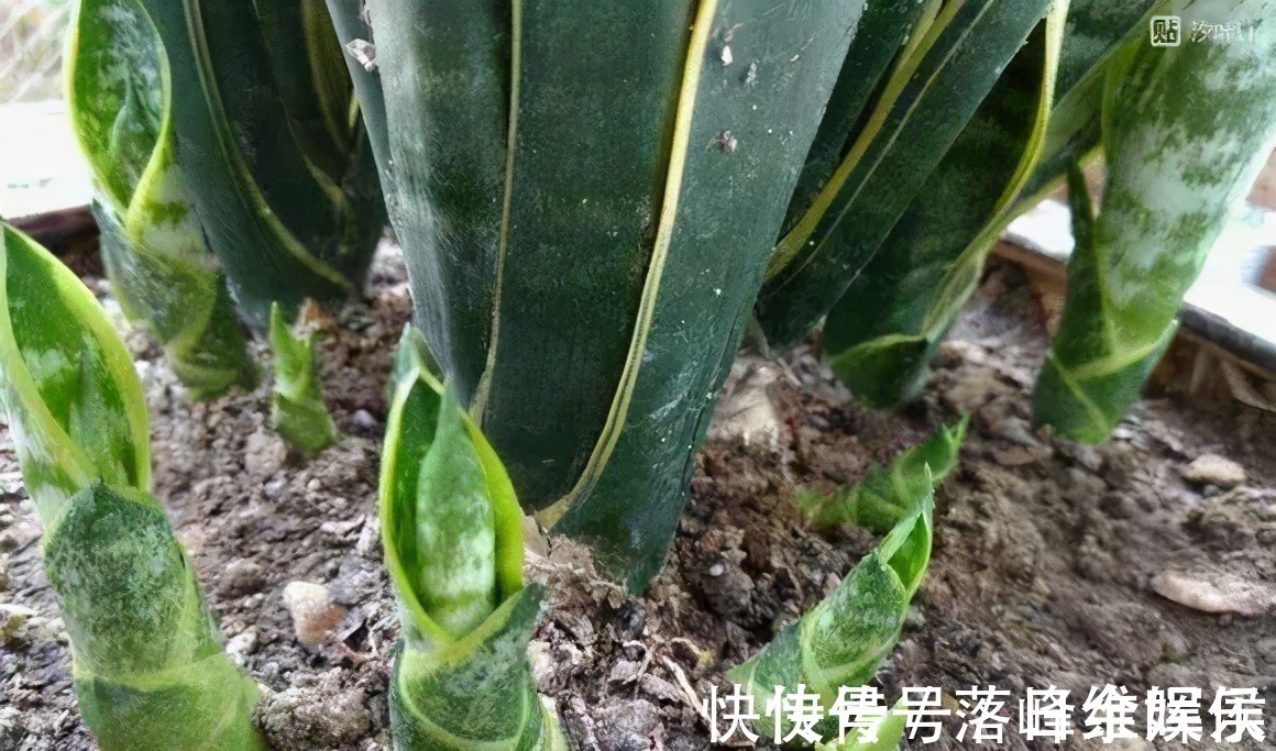 化肥|虎皮兰不长新芽,多是犯了3个错误,改正了才能不断冒嫩芽