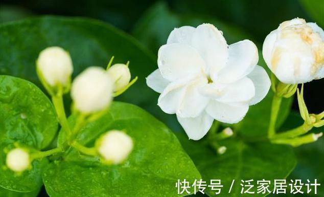 花卉|4种花,好看还利于身心健康,特别适合老人,家中没有,抓紧入手