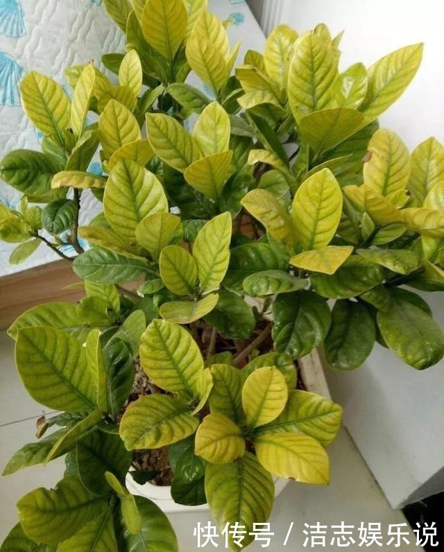 养护|栀子花养成“黄脸婆”，剪一刀、浇点酸水，20天叶片油绿、翠亮