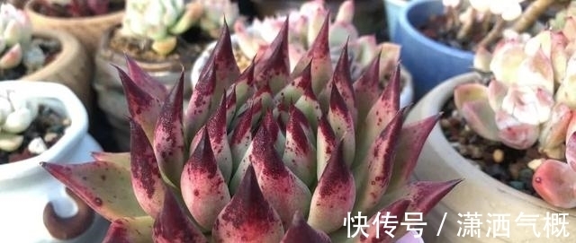 碱性|啤酒养花有“一个雷区不能踩”，养护时多注意，花花或许更感谢你