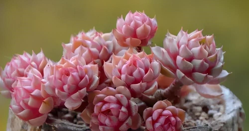 阳台养不好多肉,多半是浇水不当,教你正确浇水,个个长成胖娃娃