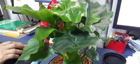 养花想要叶子肥绿?教你几招,叶子油绿、新芽挤满盆!