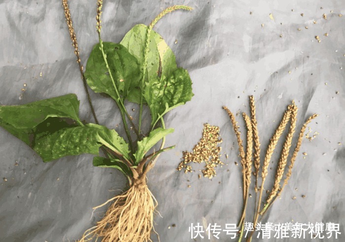 车前草性|医生提醒车前草浑身都是宝,可惜很多人不知道,现在知道还不晚