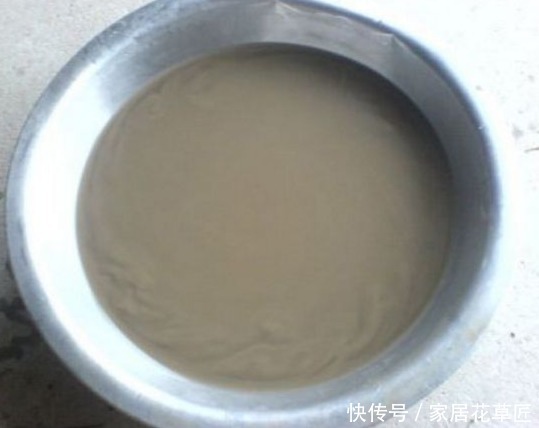 肥沃|想养好1盆“金枝玉叶”,需要注意3个基本步骤,才能更壮、更油绿