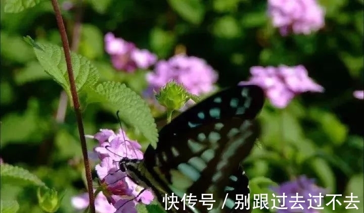 外用|一种野外常见的草药,内服外用皆是良药,7种妙用能治身体7大病症