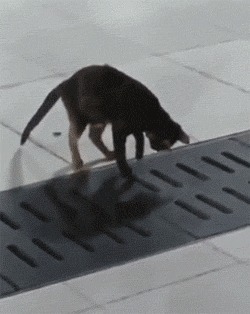 |搞笑GIF:花大价钱来看的表演 你们说我是不是被骗了