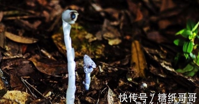 鹿蹄草科|此为“冥界之花”，又称“幽灵草”，如果在野外遇见，切莫踩到