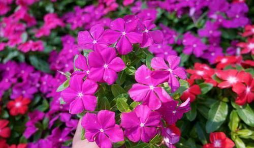  植物|养花肥料最费钱，学会此3种肥料的制作方法，花开成大花球