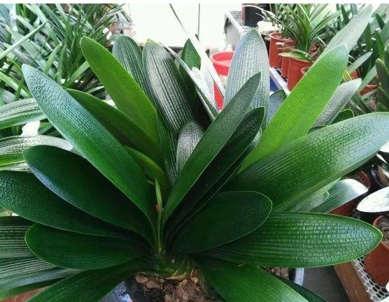 君子兰不开花记住“3个小方法”，1次开出几十朵花，美