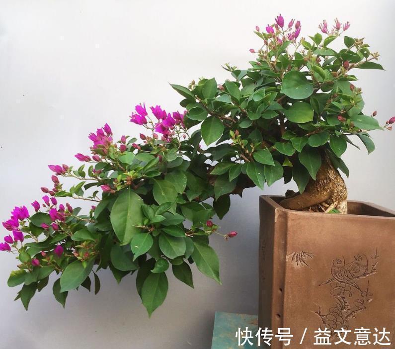 盆栽|家庭养三角梅，不达到这4个条件，盆栽很难四季开花