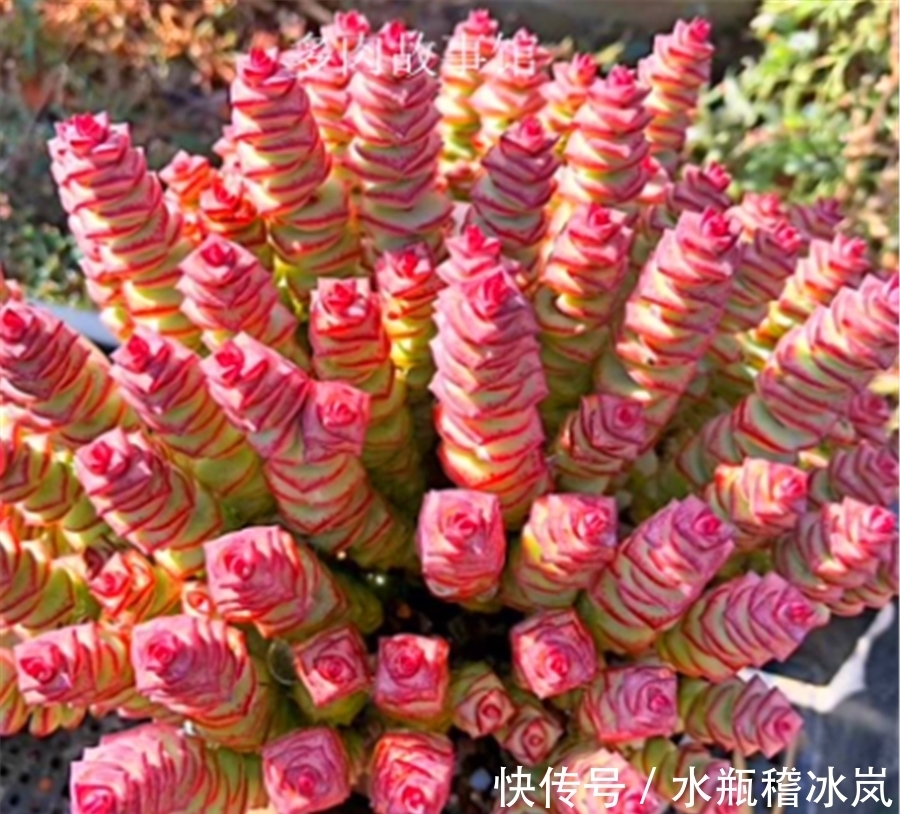 钱串变红真霸气,牢记5要点,快速上色,还能侧芽蹭蹭长