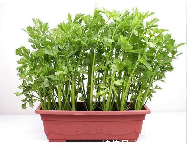 种菜|阳台种菜不用种子，菜根切下来埋盆里，生长周期短，新芽长得快