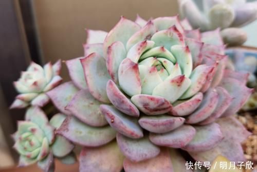 侧芽|想要多肉棱镜爆盆?那我们做好这几点,它很快就能达到爆盆状态了