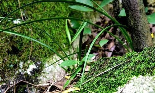 种植兰花为何不用土？原因其实很简单