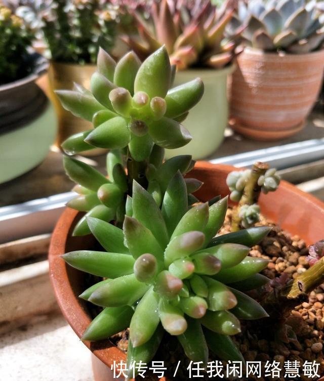 养了三年，多肉终于给点颜色瞧瞧了