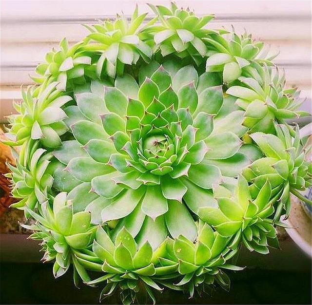 观音莲度夏很简单,紧抓4个细节,不烂根不徒长,秋天长爆盆