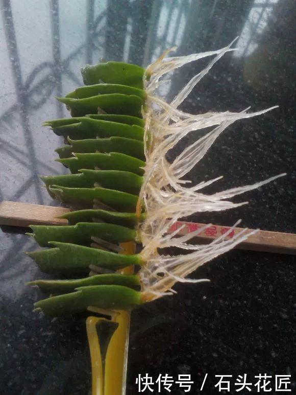叶片|她繁殖蟹爪兰,就用1把“梳子”,3周长出“胡须根”