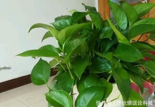 啤酒|什么淘米水、啤酒养花都不如这种水,给花喝一勺,叶子绿,花也多