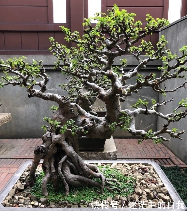 修剪|雀梅被誉为“镇宅树”，春夏养长得比冬日快1倍，制成盆景超值