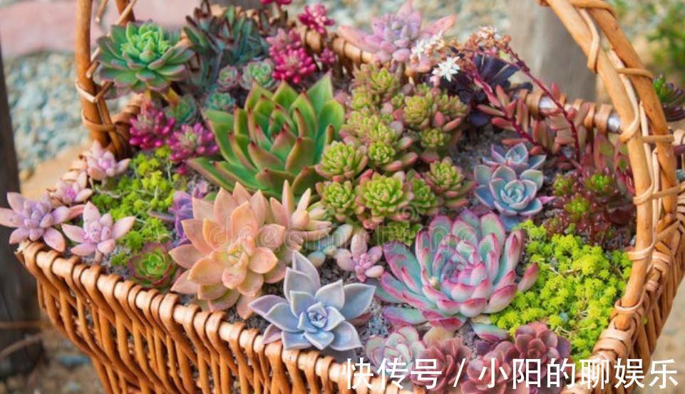多肉用土有讲究,了解主要参数,什么样的土好,自然心中有数