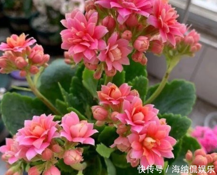 家里阳台养此款花,新手也能养爆盆,好养又漂亮,开花特别多!