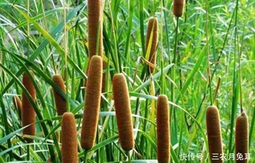 果实|农村一种野草,果实酷似香肠,水下藏着美味,城里30元一斤抢着要