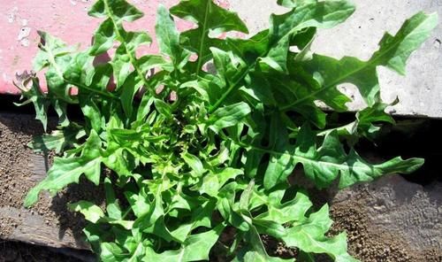 中薪|惊蛰过后，多吃这2红2绿，家人身体健康，顺应时节，别不懂吃