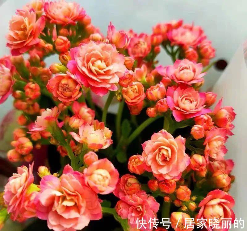 长寿花|学会一招,你家花什么时候开,由你说了算