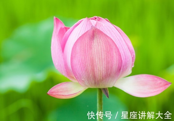 运势|到了年底，桃花朵朵开，喜事自然来，4属相生活如鱼得水