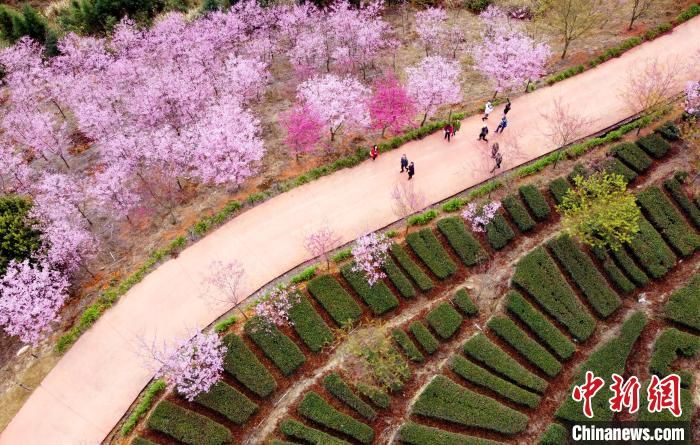 福建南靖樱花绽放 引游客踏青