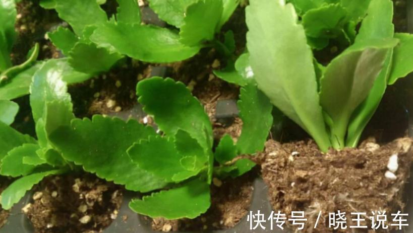 长寿花养殖和扦插技巧