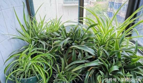 养花容易有黄叶记住这四招,植物生长才旺盛,不在黄叶烂根