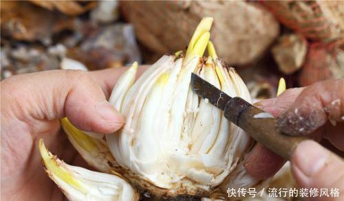 种球|水仙种球雕刻几刀,开出极品水仙花,惊爆眼球