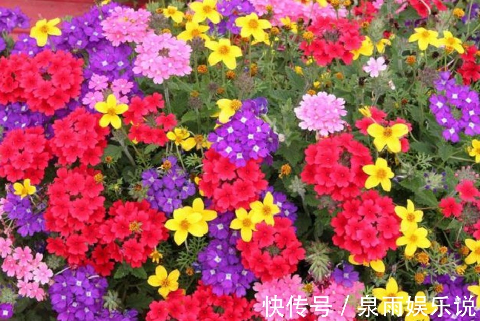 花友|5种花是爆盆“能手”,好养易活,开起花来“拦”不住,美不胜收