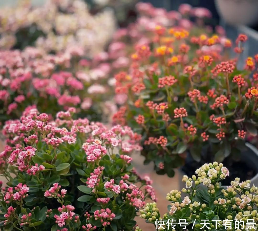 长寿花养护中需要注意这“3点”，年复一年养成老桩照样能爆花