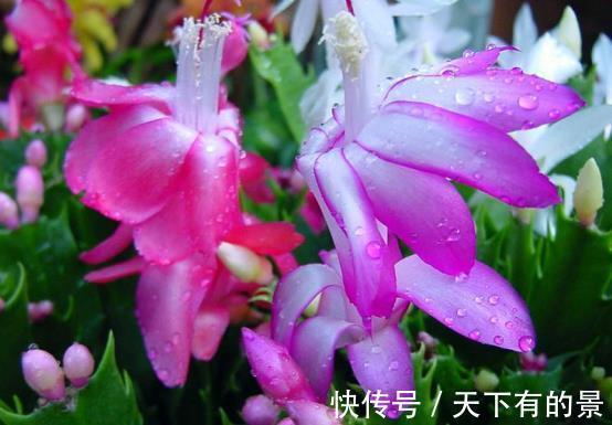 小技巧|费钱买肥养花,不如学会这些小技巧,自制肥效果一样棒