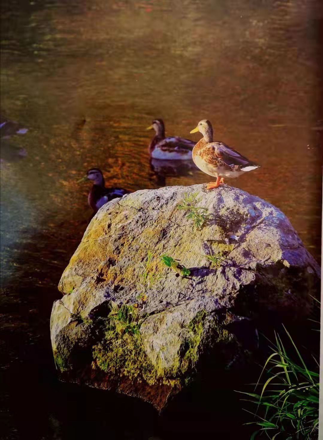 画家|中华艺术研究院画家赴长白山区写生