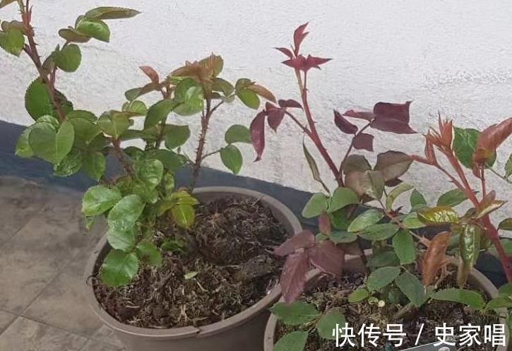 月季修剪后发芽不整齐,常见的3个原因和解决办法