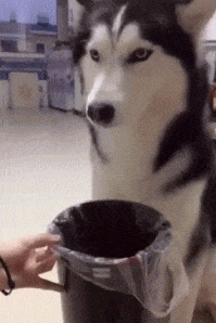 |搞笑GIF：这样的妹子 一看就不是省油的灯