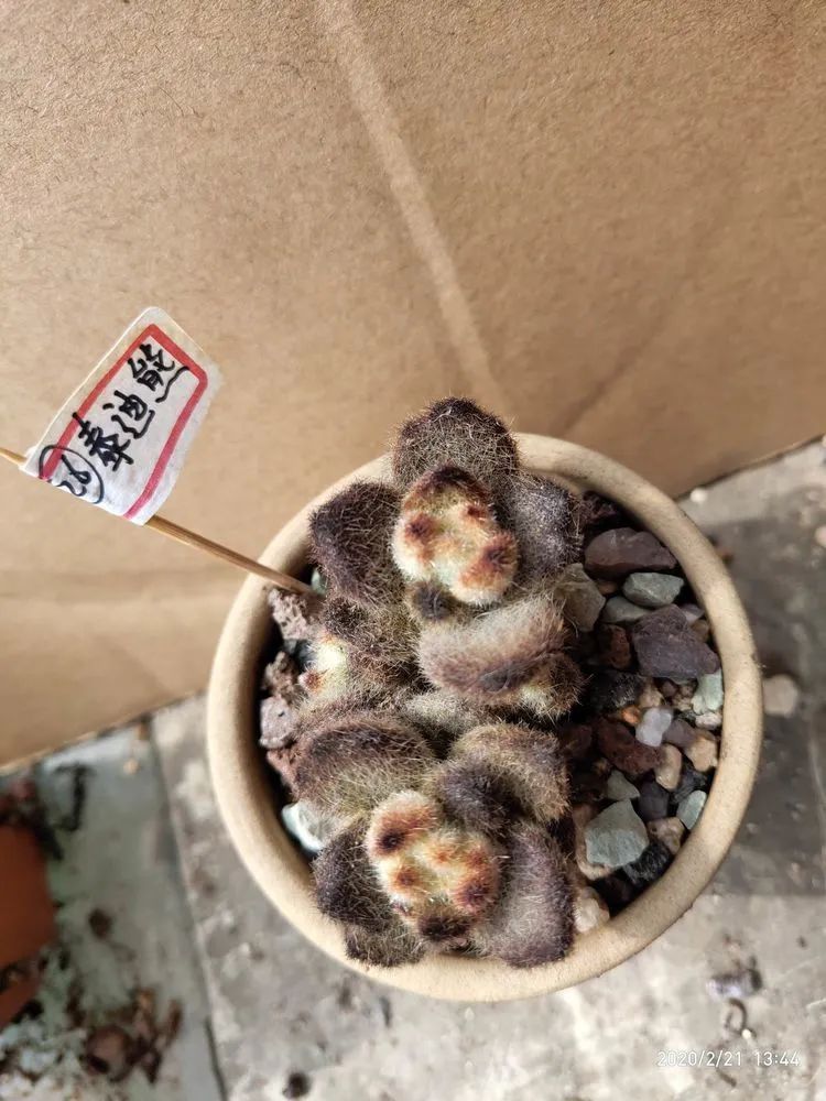 养肉多年的新手我相信它们一定可以变得更美丽！