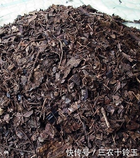 再也|制作腐叶土原来这么简单, 以后再也不用花钱了