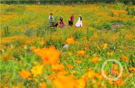 江岸|铺满江岸、边坡……江北这些新花海等你去打卡