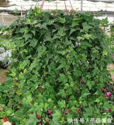 净化|要想强有效净化室内有害气体,这十种健康花卉必不可少