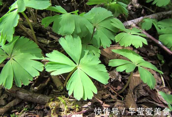 生存|秦岭发现奇特植物，只有一叶一花，很娇弱却从恐龙时代生存到现在