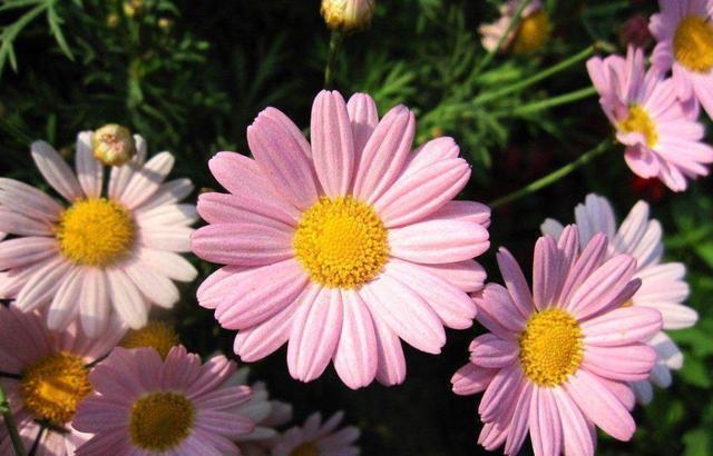 颜值超高的花卉,花开媲美玫瑰,花朵姿态万千,好养易爆盆