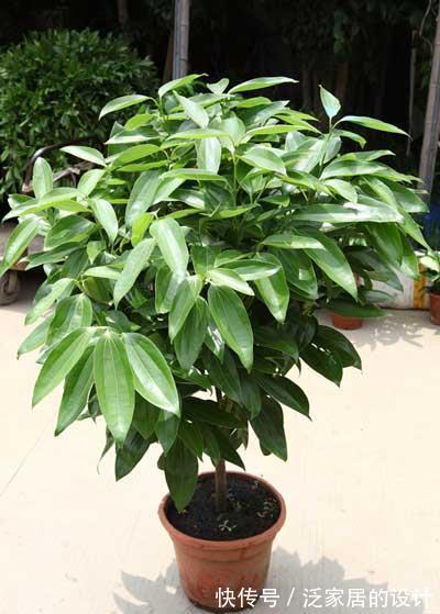 寓意|养花试试这几款,叶子常绿,生机勃勃,能够起到辟邪挡煞的作用